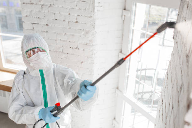 Trusted Arcadia, SC Mold Removal Experts
