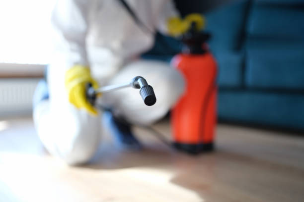 Best Mold Damage Restoration  in Arcadia, SC