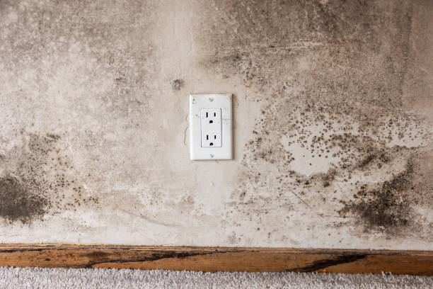 Best HVAC Mold Inspection and Cleaning  in Arcadia, SC