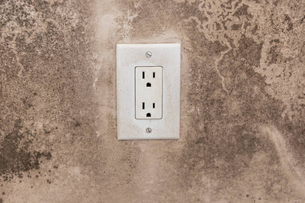 Best Industrial Mold Remediation  in Arcadia, SC