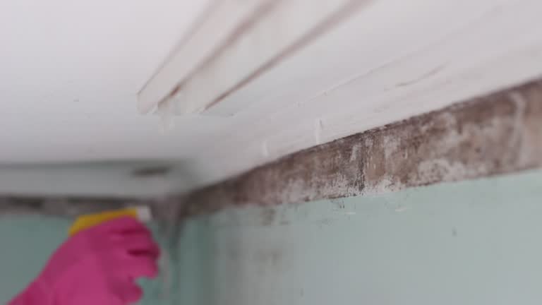 Best Comprehensive Air Testing for Mold Contaminants  in Arcadia, SC